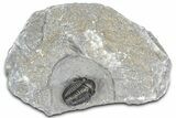 Detailed Gerastos Trilobite Fossil - Morocco #363935-2